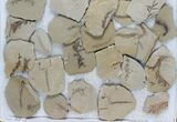 Lot: Metasequoia (Dawn Redwood) Fossils - Pieces #78072-2